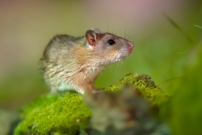 Brown rat in grass on river bank